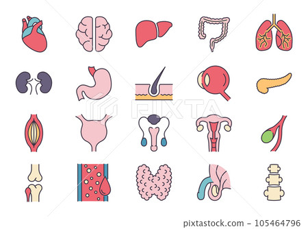 Internal Organs Icons Set 105464796