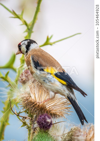 European goldfinch, feeding on the seeds of thistles. Carduelis carduelis. European goldfinch, feeding on the seeds of thistles. Carduelis carduelis. 105464928