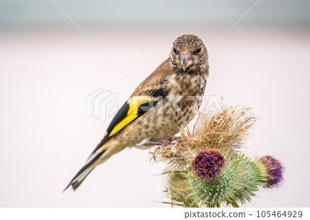 European goldfinch with juvenile plumage, feeding on the seeds of thistles. Carduelis carduelis. 105464929