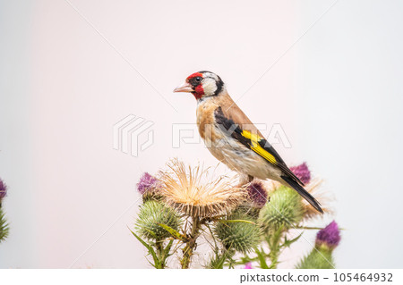 European goldfinch, feeding on the seeds of thistles. Carduelis carduelis. 105464932