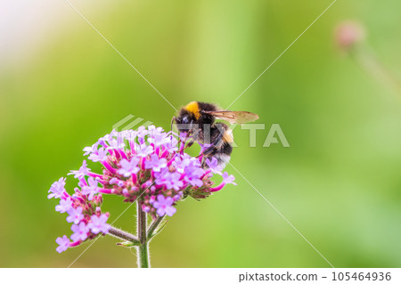 Bumble-bee sitting on Verbena purple flower in green garden Bumble-bee sitting on Verbena purple flower in green garden 105464936