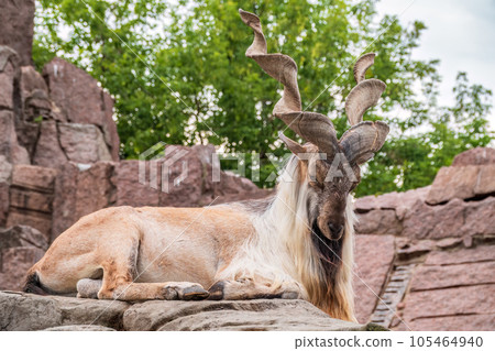 Close-up portrait of Markhor, Capra falconeri, wild goat native to Central Asia, Karakoram and the Himalayas 105464940