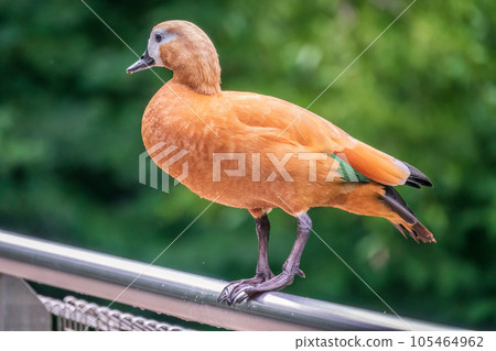 Ruddy shelduck Tadorna ferruginea stands on metal fence 105464962