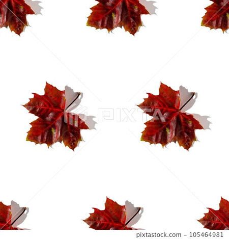 Seamless pattern of colorful autumn maple leaves with hard light isolated on white background 105464981
