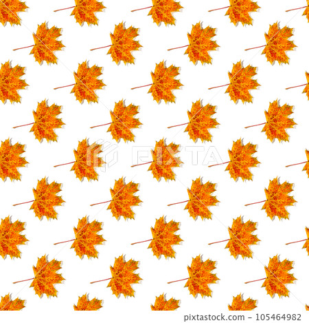 Seamless pattern of colorful autumn maple leaves with hard light isolated on white background 105464982