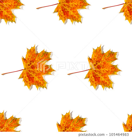 Seamless pattern of colorful autumn maple leaves with hard light isolated on white background 105464983