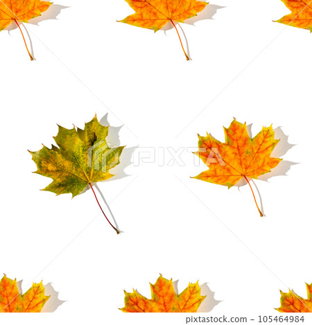 Seamless pattern of colorful autumn maple leaves with hard light isolated on white background 105464984