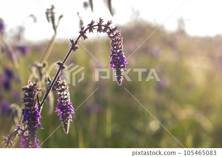 Purple flowers on wild meadow. Medicinal herb. Purple flowers on wild meadow. Medicinal herb. 105465083