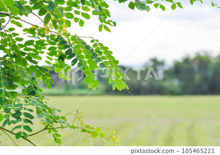 Adenanthera pavonina L or Leguminosae Mimosoideae or Red sandalwood tree or Coralwood tree or Sandalwood tree or Bead tree , sky and field  105465221