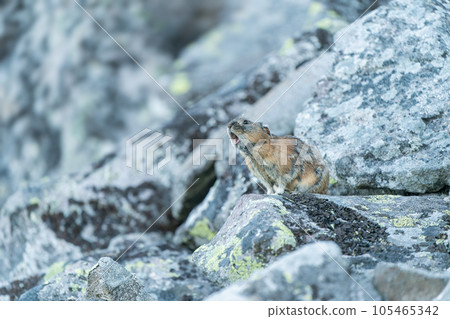 蝦夷鼠兔在清晨在岩石上嚎叫 蝦夷鼠兔在清晨在岩石上嚎叫 105465342