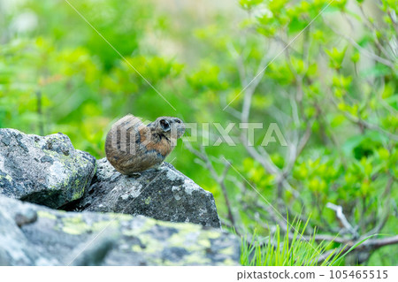 蝦夷鼠兔在長滿綠色植物的碎石場上梳理毛髮 105465515