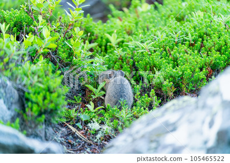 Young Pika looking for food among alpine plants 105465522