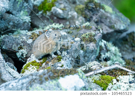 A baby pika basking in the sun on a scree field A baby pika basking in the sun on a scree field 105465523