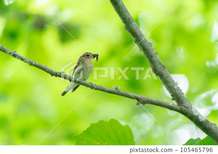 A female ficedula with a feeding bug perched on a branch with a green background 105465796