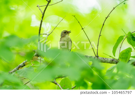 Juvenile female ficedula perched on a branch with green leaves Juvenile female ficedula perched on a branch with green leaves 105465797