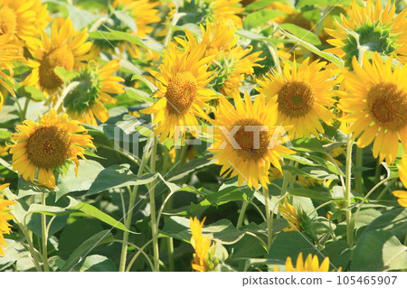 Big sunflower, large sunflower, sunflower, sunflower flower 105465907
