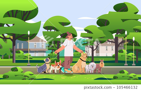 woman dog handler walks with pets in park best friends domestic animals walking service volunteering pet care concept 105466132