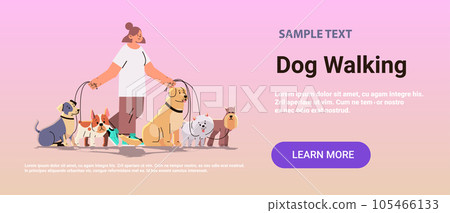 woman dog handler walks with pets best friends domestic animals walking service volunteering pet care concept horizontal 105466133