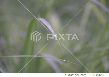 morning dew on plants morning dew on plants 105466419