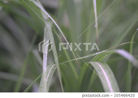 清晨植物上的露珠 清晨植物上的露珠 105466420