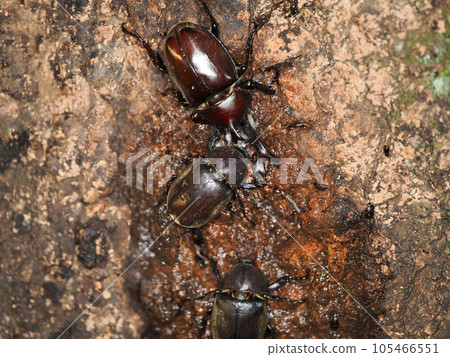 Beetles collecting in sap 105466551