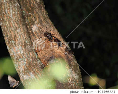 Insect beetles mating in sap Insect beetles mating in sap 105466823