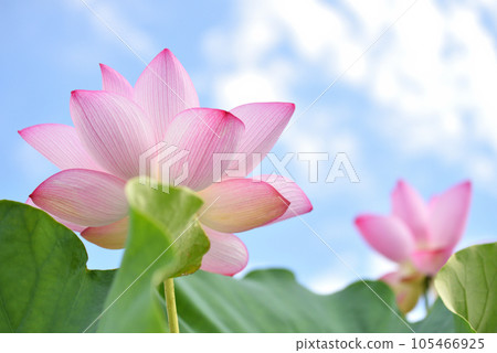 Ancient lotus blooming against the blue sky 105466925