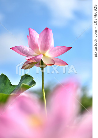 Ancient lotus blooming against the blue sky 105466929