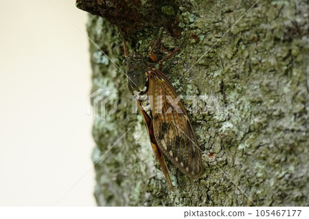 Abra Zemi catching trees Abra Zemi catching trees 105467177