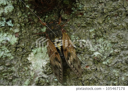 Abra Zemi catching trees Abra Zemi catching trees 105467178