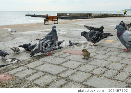 Many pigeons near the sea, on the shore Many pigeons near the sea, on the shore 105467392