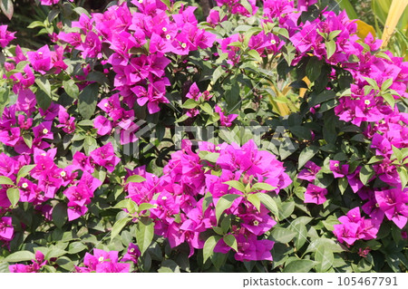Bougainvillea spectabilis flower plant on nursery 105467791