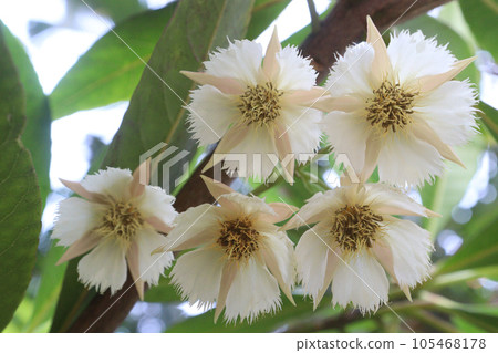 Elaeocarpus hainanensis flower plant on farm Elaeocarpus hainanensis flower plant on farm 105468178