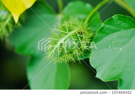 Passiflora foetida L, Fetid passionflower or Scarletfruit passionflower or Stinking passionflower or Passifloraceae Passiflora foetida L, Fetid passionflower or Scarletfruit passionflower or Stinking passionflower or Passifloraceae 105468482