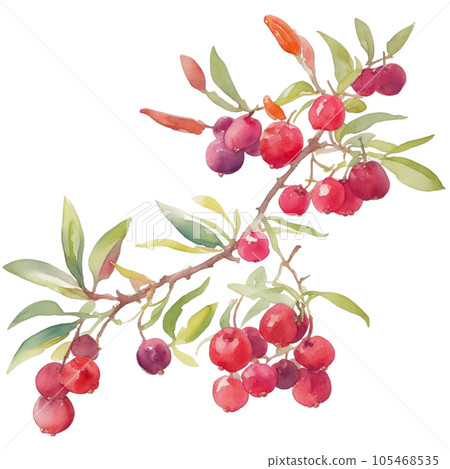 Goji berry fruits branch with leaves composition realistic botanical watercolor illustration Goji berry fruits branch with leaves composition realistic botanical watercolor illustration 105468535