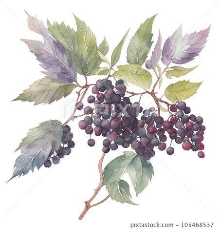 Elderberry fruits branch with leaves composition realistic botanical watercolor illustration Elderberry fruits branch with leaves composition realistic botanical watercolor illustration 105468537