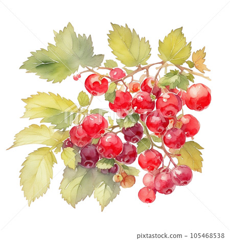 Red Currant fruits branch with leaves composition realistic botanical watercolor illustration 105468538