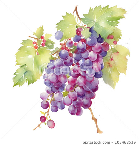 Grapes fruits branch with leaves composition realistic botanical watercolor illustration 105468539