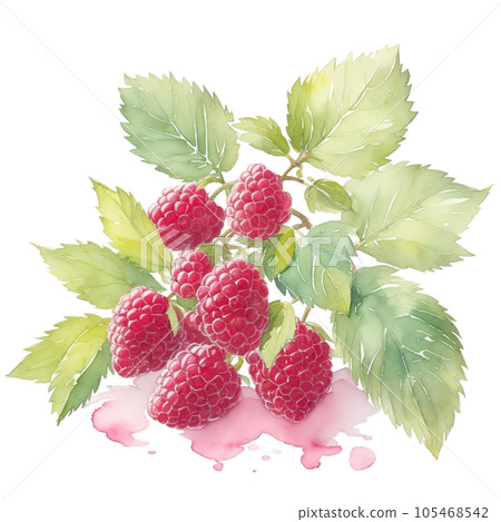 Raspberry fruits branch with leaves composition realistic botanical watercolor illustration Raspberry fruits branch with leaves composition realistic botanical watercolor illustration 105468542