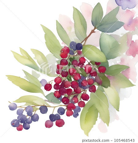 Bearberry fruits branch with leaves composition realistic botanical watercolor illustration Bearberry fruits branch with leaves composition realistic botanical watercolor illustration 105468543