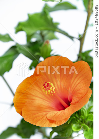 鮮豔的芙蓉夏日微風 105468698