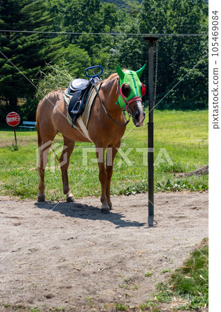 群馬縣榛名山高原上勞作的馬匹 105469084