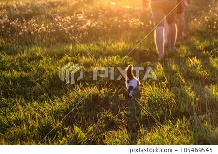 Happy life. Harmony Green grass background with sun beam. Bright natural bokeh. Rear view of cropped people and cat with raised tail running in green meadow with sunset on background. Selective focus Happy life. Harmony Green grass background with sun beam. Bright natural bokeh. Rear view of cropped people and cat with raised tail running in green meadow with sunset on background. Selective focus 105469545