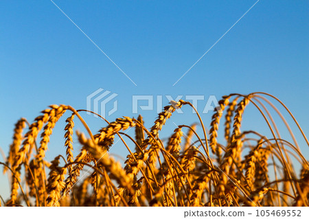 Golden wheat field Against blue sky Wheat spike and blue sky close-up. a golden field. beautiful view. symbol of harvest and fertility. Harvesting, bread. Landscape, plant. Selective focus Golden wheat field Against blue sky Wheat spike and blue sky close-up. a golden field. beautiful view. symbol of harvest and fertility. Harvesting, bread. Landscape, plant. Selective focus 105469552