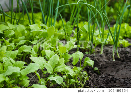 Onions, radishes and lettuce grow in the greenhouse. Close-up. Ecological concept of vegetables and herbs. Healthy food. Growing in a greenhouse at home. Organic products. Onions, radishes and lettuce grow in the greenhouse. Close-up. Ecological concept of vegetables and herbs. Healthy food. Growing in a greenhouse at home. Organic products. 105469564