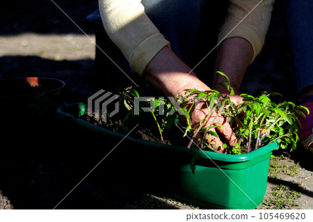 Defocus Planting and cultivating. The hand of a senior woman are planting the tomato seedlings into green container with the soil. Small tomato seedlings in the tray. Sun and shadows. Out of focus 105469620