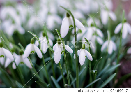 Defocus Springtime flowers. Side view. Snowdrop spring flowers in a clearing in the forest. Snowdrop, symbol of spring. Galanthus, Galanthus nivalis. Close-up. Cold tint. Out of focus Defocus Springtime flowers. Side view. Snowdrop spring flowers in a clearing in the forest. Snowdrop, symbol of spring. Galanthus, Galanthus nivalis. Close-up. Cold tint. Out of focus 105469647