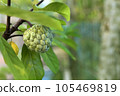 green custard apple tree in the garden or cherimoya plants applicable for banners, posters, information graphics, prints layout covering books, magazine page, advertising materials, advertisement, ads 105469819