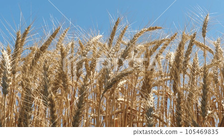 ears wheat field sky summer farm. griculture. farming. yellow spikes sway wind field. ripe spikelets wheat grain shakes wind. big harvest wheat summer. harvest season summer. ears wheat field ears wheat field sky summer farm. griculture. farming. yellow spikes sway wind field. ripe spikelets wheat grain shakes wind. big harvest wheat summer. harvest season summer. ears wheat field 105469835