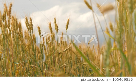 ears wheat field sky summer farm. griculture. farming. agribusiness concept. Rural view harvest. summer farm agricultural landscape field. walk large wheat field. Ears golden wheat close-up. ears wheat field sky summer farm. griculture. farming. agribusiness concept. Rural view harvest. summer farm agricultural landscape field. walk large wheat field. Ears golden wheat close-up. 105469836